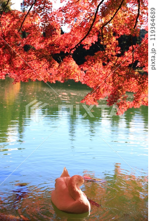 【南アルプス】　伊奈ヶ湖での紅葉と白鳥 119364689