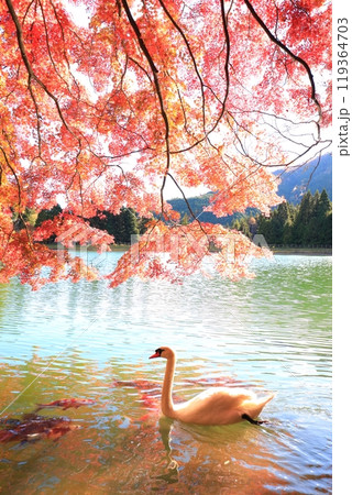 【南アルプス】　伊奈ヶ湖での紅葉と白鳥 119364703