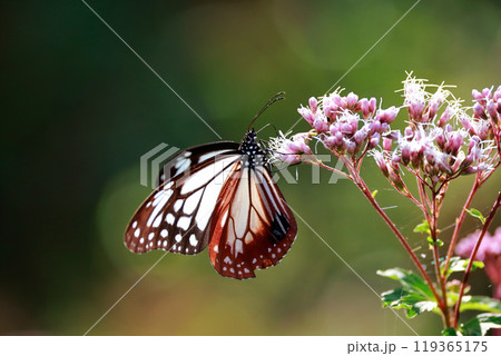 フジバカマにとまるアサギマダラ フジバカマにとまるアサギマダラ 119365175