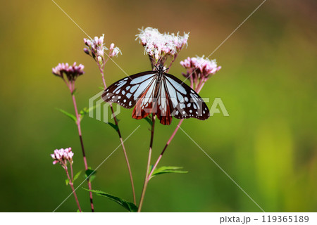 フジバカマにとまるアサギマダラ フジバカマにとまるアサギマダラ 119365189