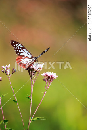 フジバカマにとまるアサギマダラ 119365203