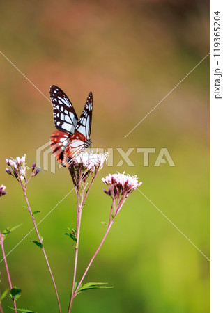 フジバカマにとまるアサギマダラ フジバカマにとまるアサギマダラ 119365204