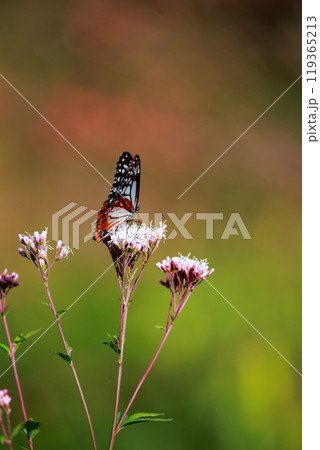 フジバカマにとまるアサギマダラ 119365213