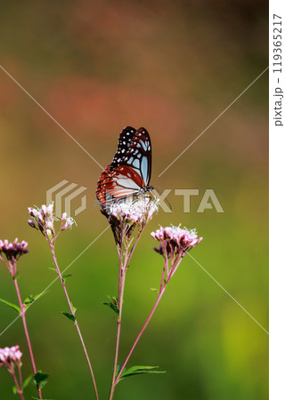 フジバカマにとまるアサギマダラ 119365217