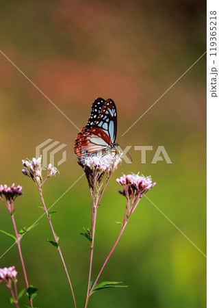 フジバカマにとまるアサギマダラ フジバカマにとまるアサギマダラ 119365218