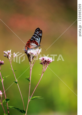 フジバカマにとまるアサギマダラ 119365269