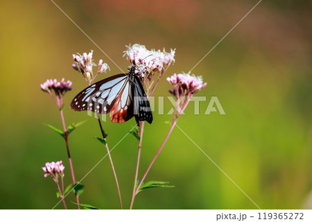 フジバカマにとまるアサギマダラ 119365272