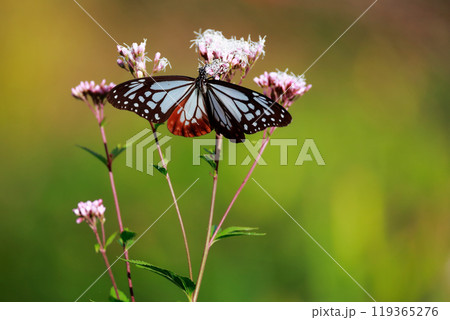 フジバカマにとまるアサギマダラ 119365276