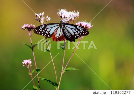 フジバカマにとまるアサギマダラ 119365277