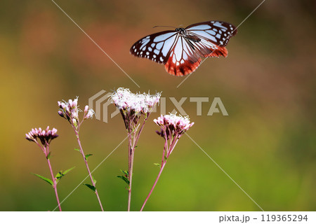 フジバカマにとまるアサギマダラ 119365294