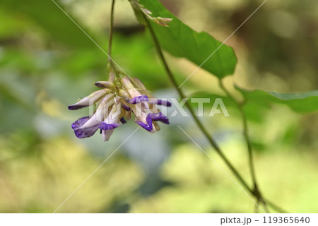 ヤブマメの花 ヤブマメの花 119365640