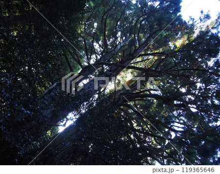 高井の千本杉 高井の千本杉 119365646