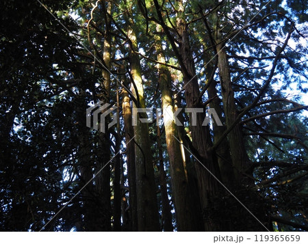 高井の千本杉 高井の千本杉 119365659