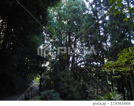 高井の千本杉 高井の千本杉 119365666