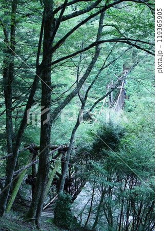 奥祖谷　かずら橋　渓流 119365905