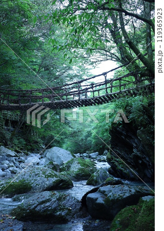 奥祖谷 かずら橋 渓流 奥祖谷 かずら橋 渓流 119365923