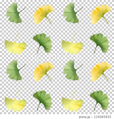 Three ginkgo biloba, maidenhair tree vibrant green and yellow leaves seamless pattern. High quality hand-painted detailed textured watercolor perfect for textile, wrapping paper, packages, supplements 119365935