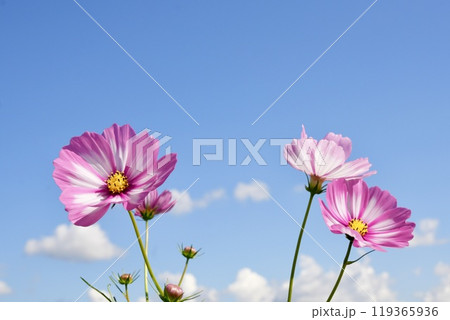 青空に映えるピンクのかわいいコスモス　たくさん 119365936