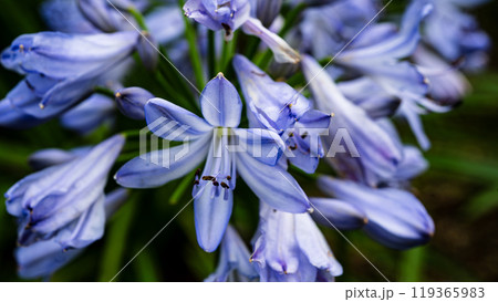 アガパンサス 119365983