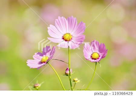 美しく咲き誇るピンク色の鮮やかなコスモス　ふんわりした花畑背景　アップ 119366429