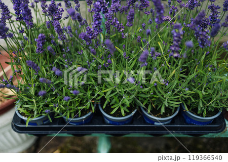 Seedlings lavender in pots ready for shipment. Nursery garden and sale of plants concept 119366540