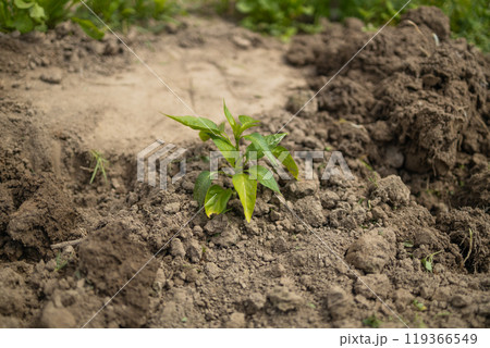 Top view. The process of planting pepper seedlings in the garden. Spring work in the garden. Top view. The process of planting pepper seedlings in the garden. Spring work in the garden. 119366549