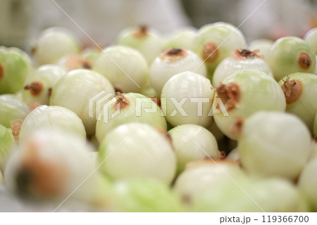 沢山の並べた新鮮な玉ねぎの集合写真 沢山の並べた新鮮な玉ねぎの集合写真 119366700