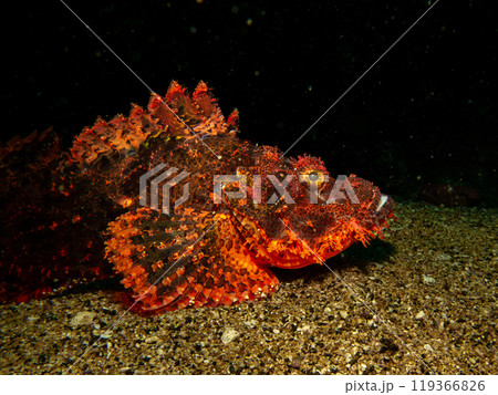 Papuan Scorpionfish, Scorpaenopsis papuensis, found at a coral reef in Puerto Galera, Philippines. Papuan Scorpionfish, Scorpaenopsis papuensis, found at a coral reef in Puerto Galera, Philippines. 119366826
