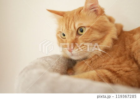 猫と居る日常 119367285