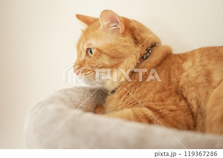 猫と居る日常 119367286