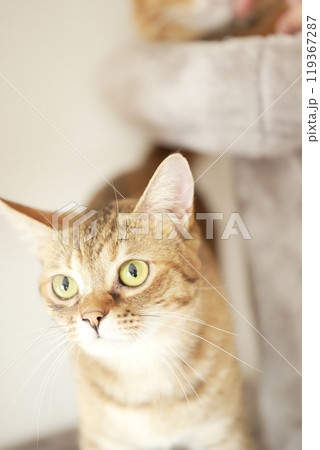 猫と居る日常 猫と居る日常 119367287