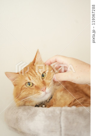 猫と居る日常 119367288