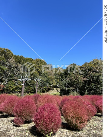 秋の風景、コキアの紅葉と青空 119367350
