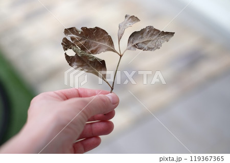 枯れ葉を掴む女性 枯れ葉を掴む女性 119367365