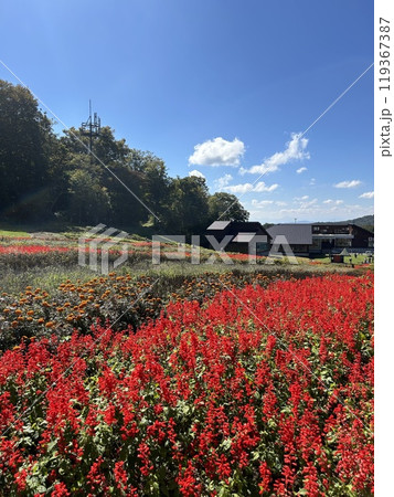 秋のお花畑 秋のお花畑 119367387