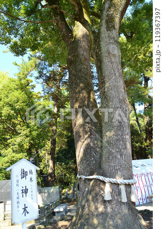 群馬県玉村町のパワースポット 玉村八幡宮の御神木 群馬県玉村町のパワースポット 玉村八幡宮の御神木 119367397