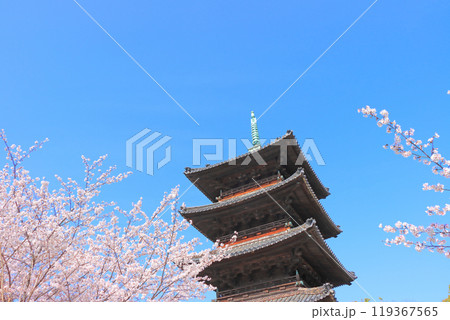 愛知県名古屋市、満開の桜と八事山興正寺五重塔の風景 119367565