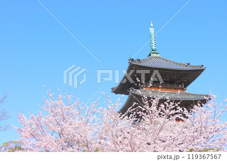 愛知県名古屋市、満開の桜と八事山興正寺五重塔の風景 愛知県名古屋市、満開の桜と八事山興正寺五重塔の風景 119367567
