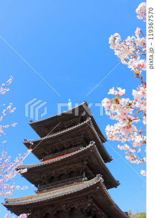 愛知県名古屋市、満開の桜と八事山興正寺五重塔の風景 119367570