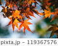 秋の陽光に照らされる紅葉 119367576