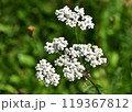 Wild flowers useful in medicine 119367812