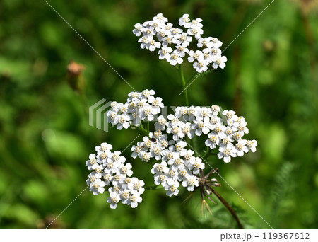Wild flowers useful in medicine 119367812
