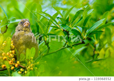 木の実を食べるカワラヒワ・コピースペース 119368552