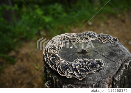 カワラタケ（白色腐朽菌） 119368573