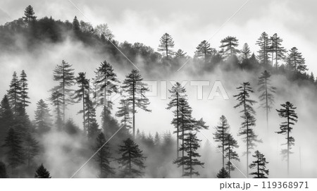 Misty mountain covered with tall pine trees emerging through dense rolling fog 119368971
