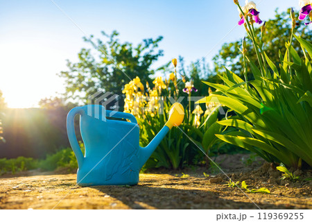 Garden blue plastic watering can and watering hose, lying at the iris bush in the garden. Nobody. Sunlight. Bottom view 119369255