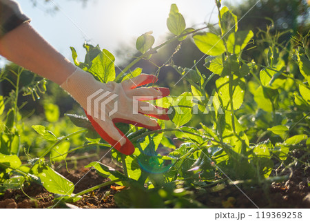 Gloved hand of a worker shows the sprouts of green peas. Close-up of hands and plant beds. Gardening concept Gloved hand of a worker shows the sprouts of green peas. Close-up of hands and plant beds. Gardening concept 119369258