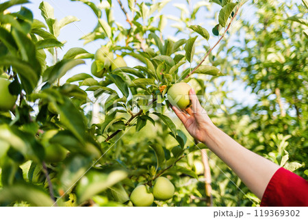 The gathering of the fruit. A woman's hand tears a green Apple from a branch. The concept of organic food and vegetarianism 119369302