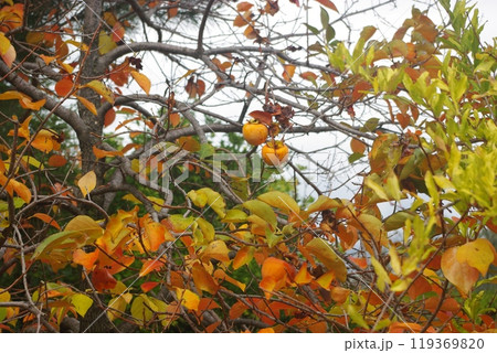 Southern Turkey, region Anatolia. Alanya, Antalya privince. Dim River National park and canyon. Taurus Mountains 119369820