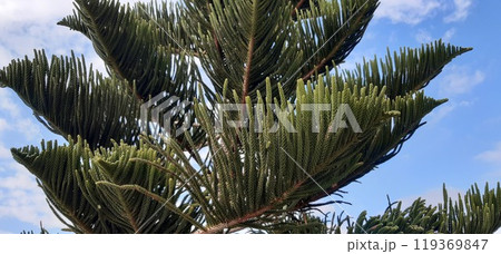 Alanya City Park, Antalya Province. Mediterranean. 119369847
